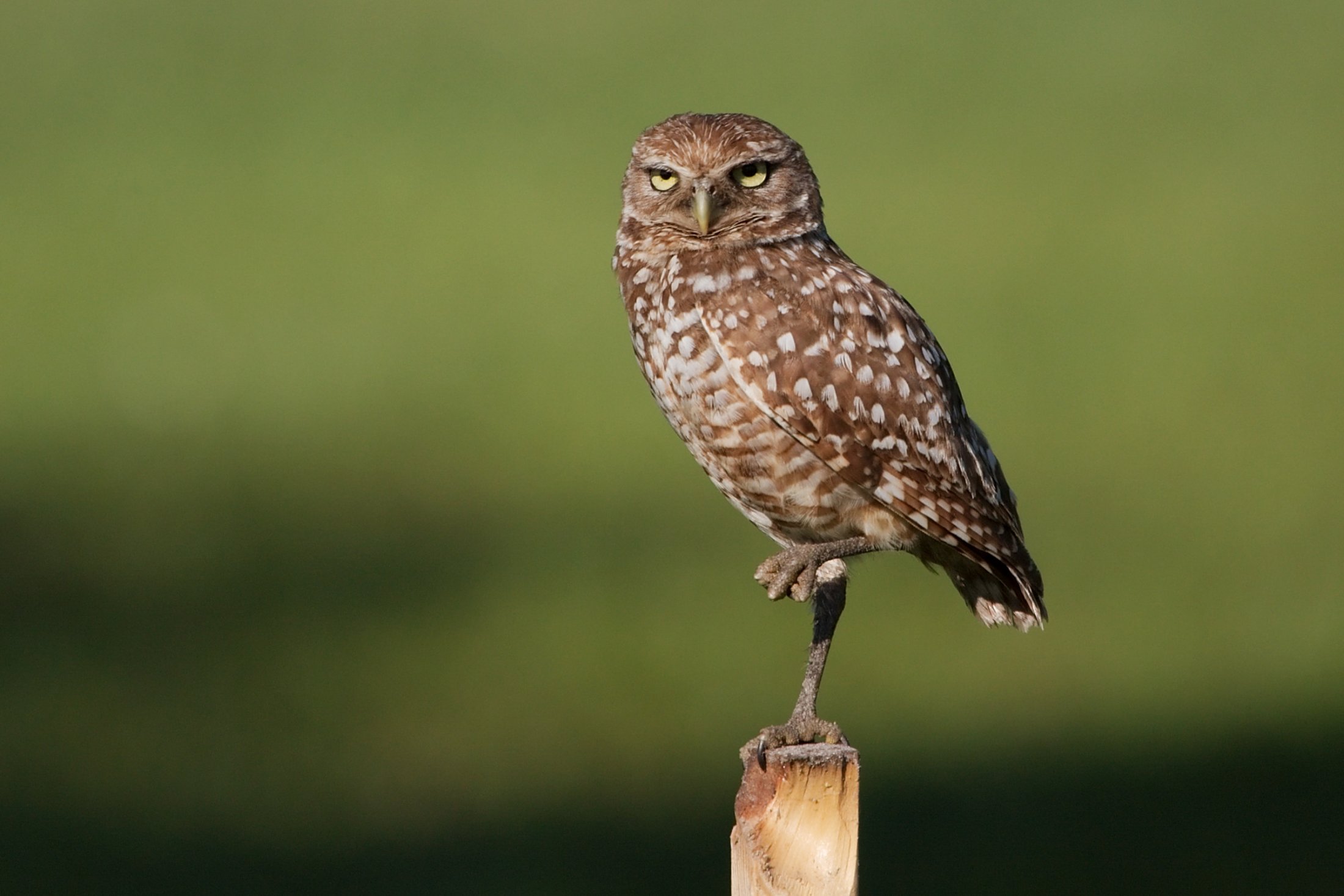 Burrowing Owl