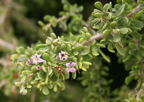 Ca Box Thorn Lycium Californicum
