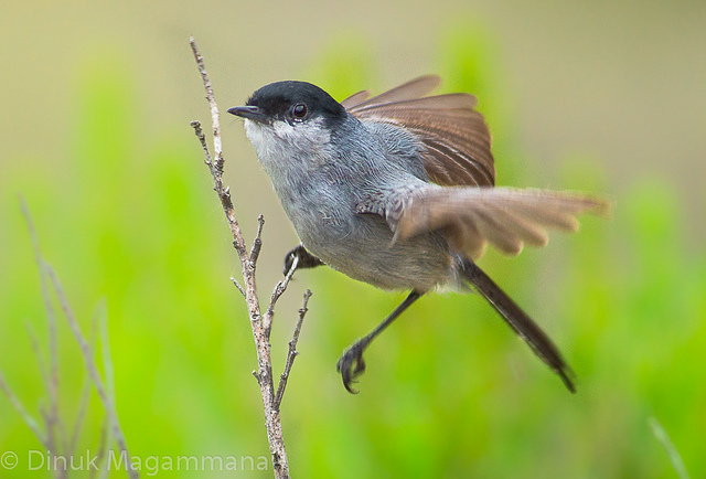 California Gnatcatcher - Federal Endangered Species