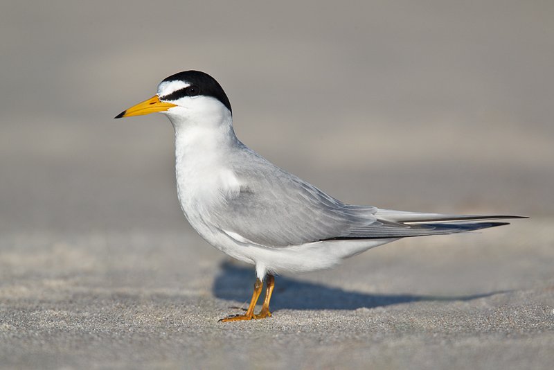California Least Tern - Federal Endangered Species