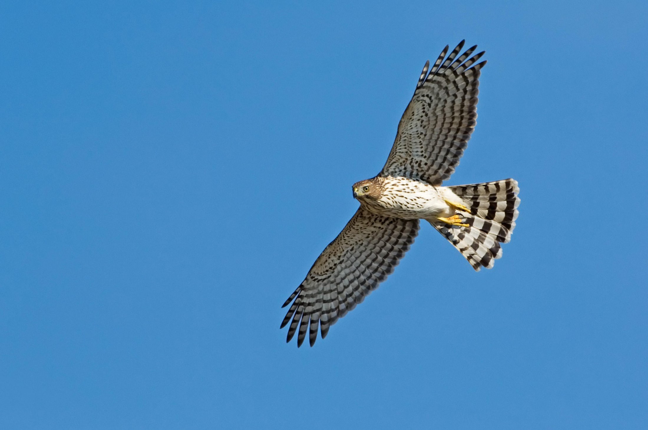 Cooper's Hawk - State Watch List