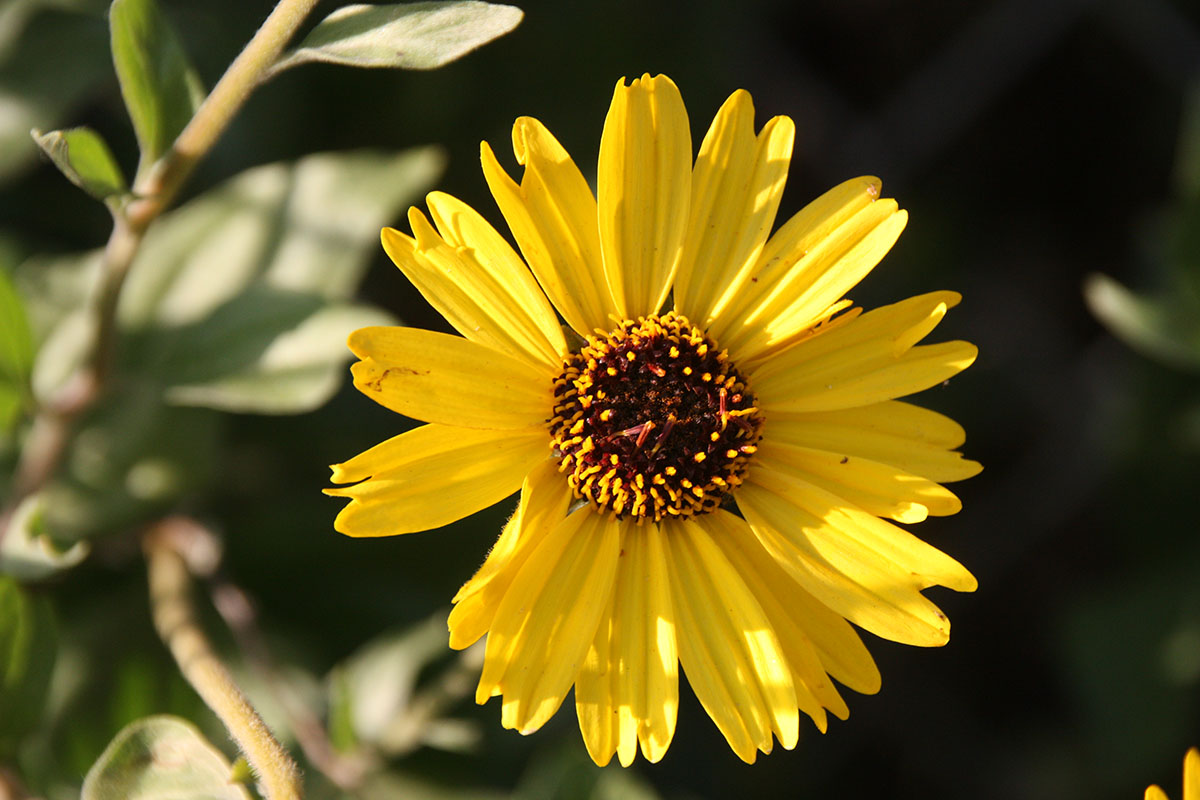 Encelia Californica