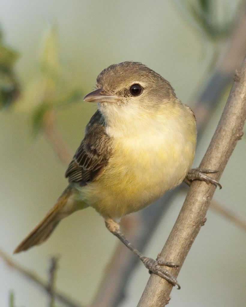Least Bell's Vireo - Federal Endangered Species