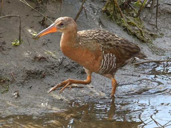 Light Footed Clapper Rail - Federal Endangered Species