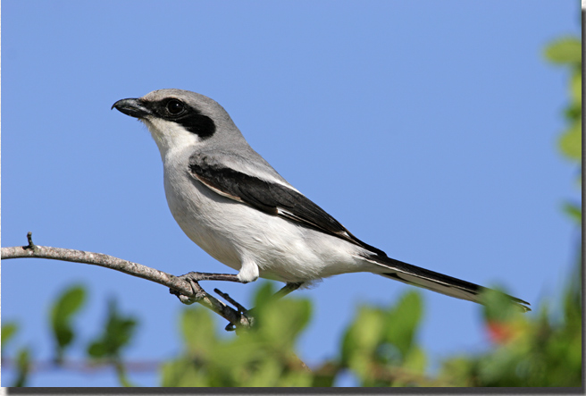 Loggerhead Shrike - California Special of Special Concern
