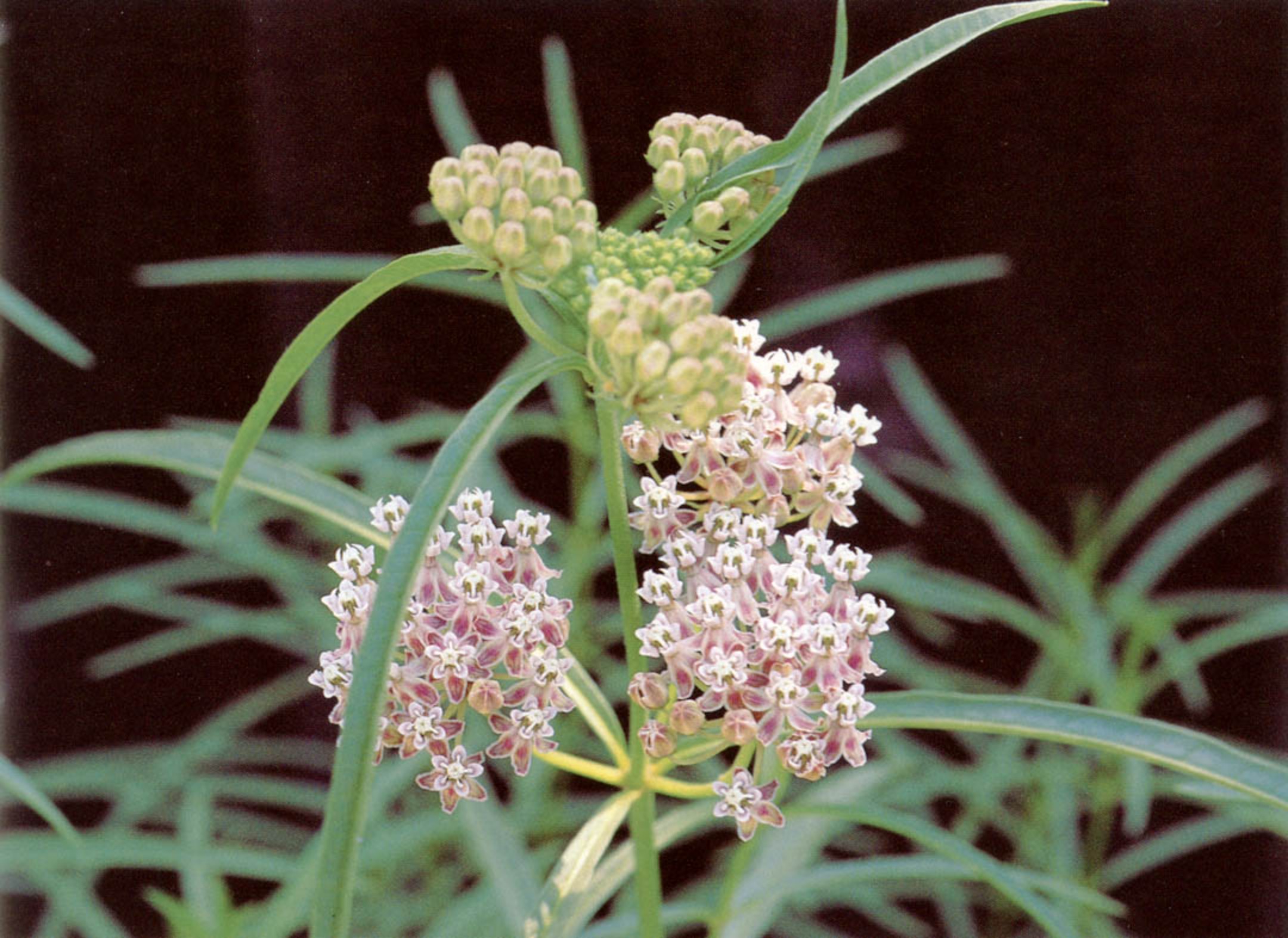 Narrow-leaved Milkweed