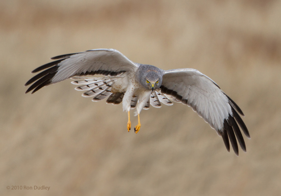 Northern Harrier - CA Species Of Special Concern