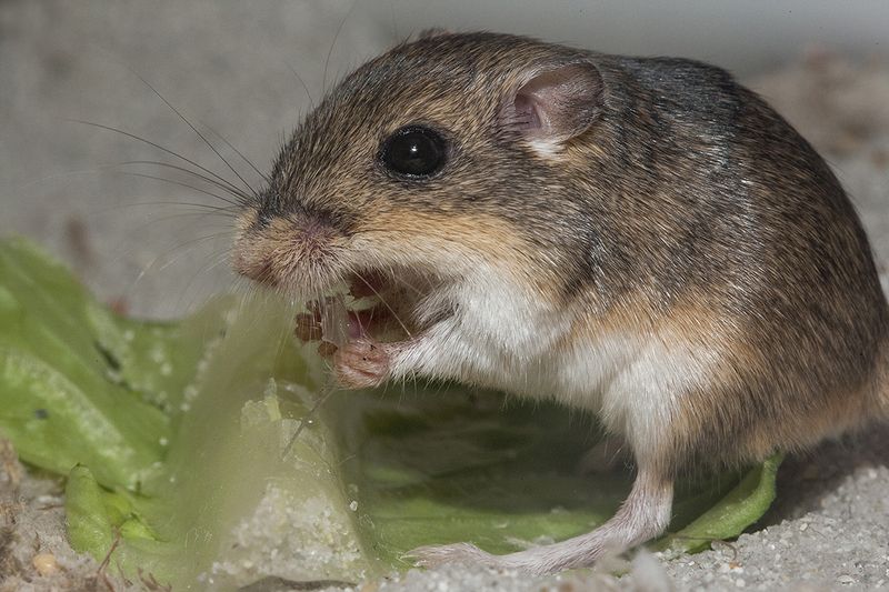 Pacific Pocket Mouse - Federal Endangered Species