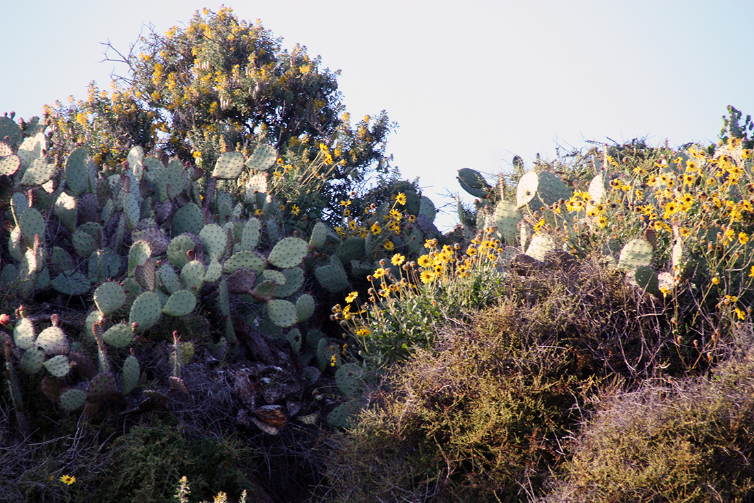 Prickley Pear And Encelia South Bluffs
