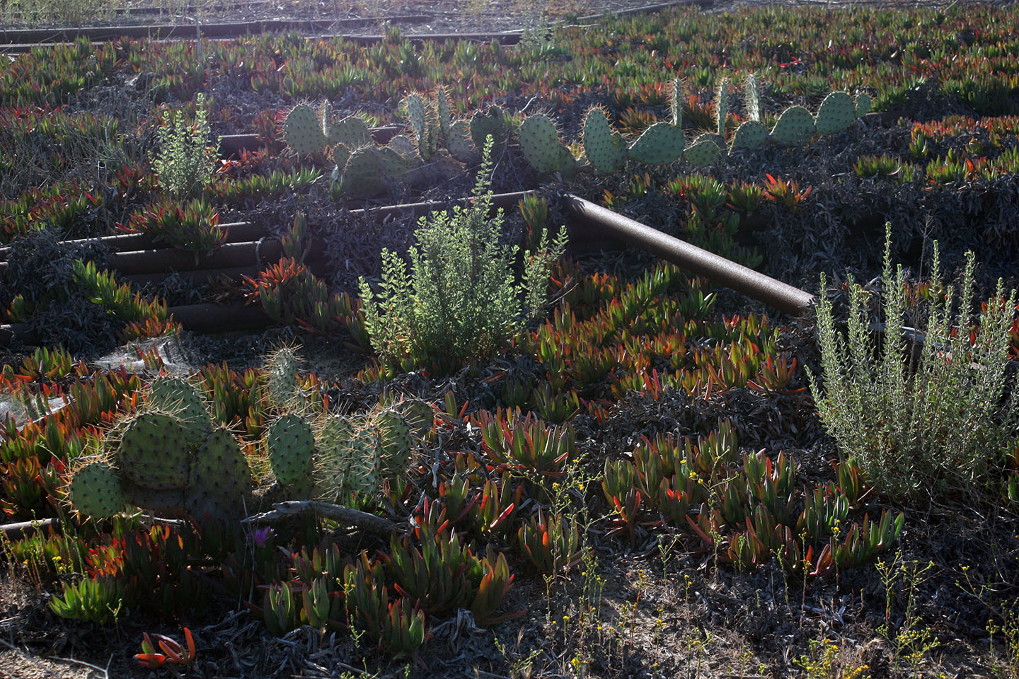 Prickly Pear And Sage On Banning Ranch