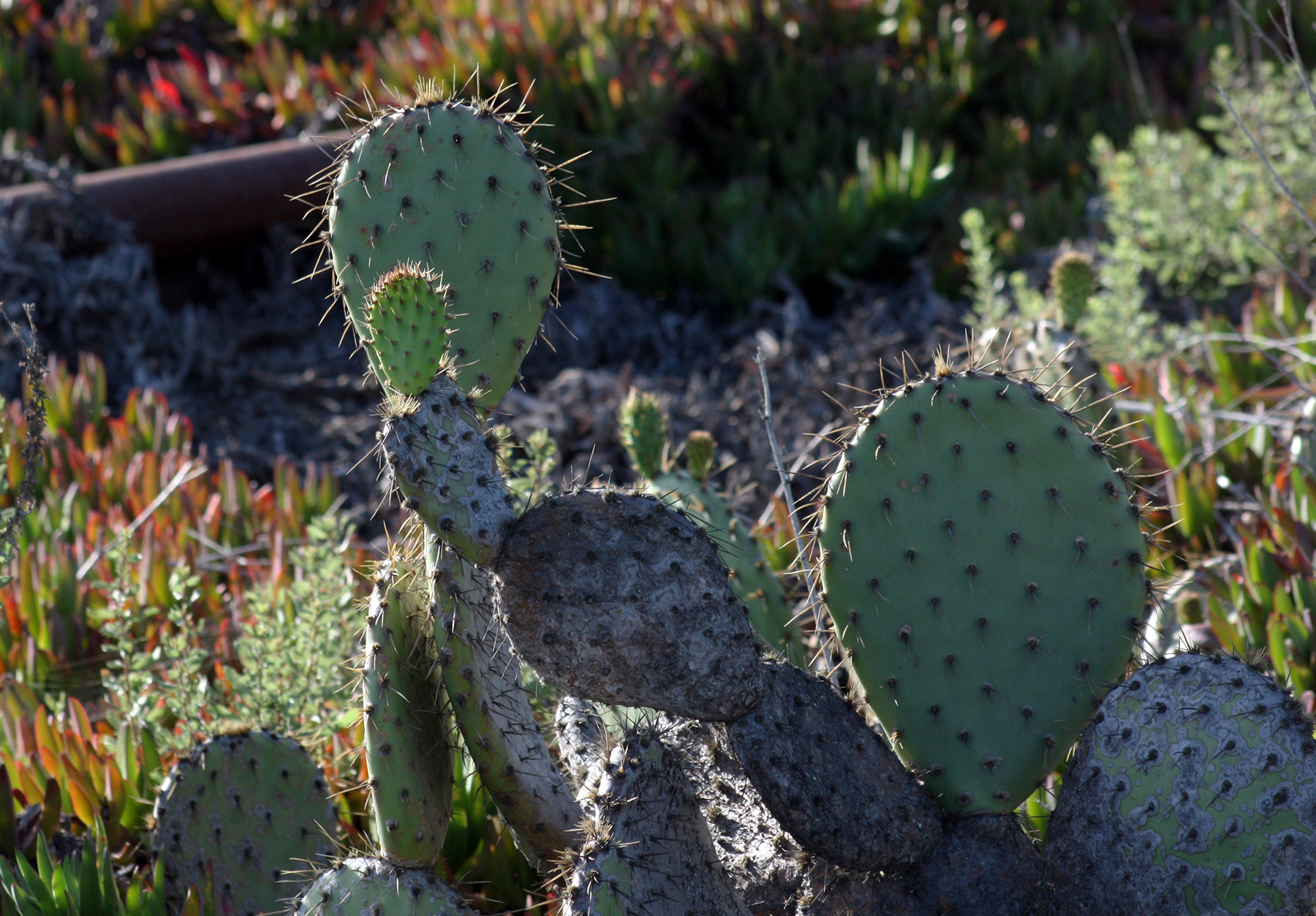 Prickly Pear On Banning Ranch