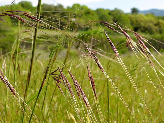 Purple Needlegrass