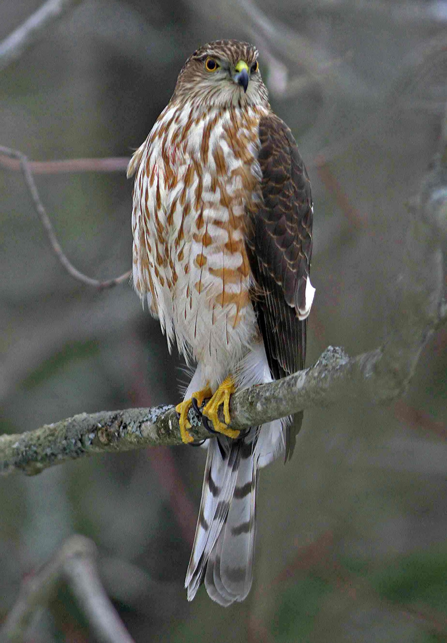 Sharp-Shinned Hawk - California Watch List