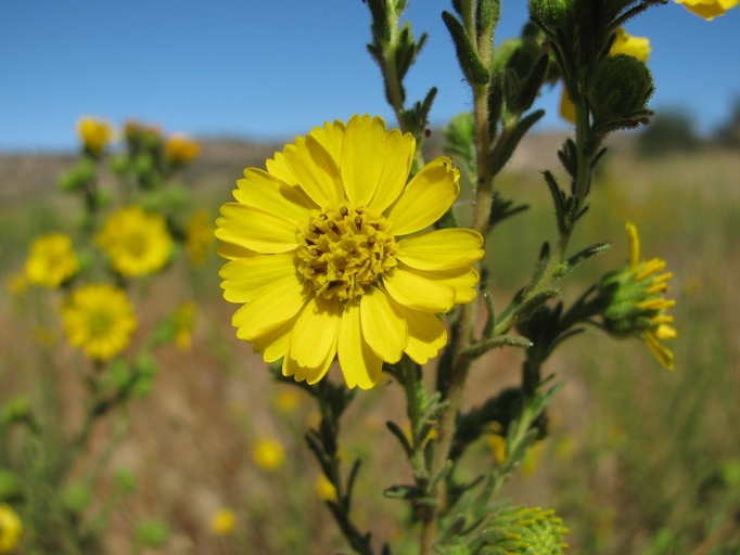 Tarplant Deinandra Floribunda Tecate - Federal Endangered Species