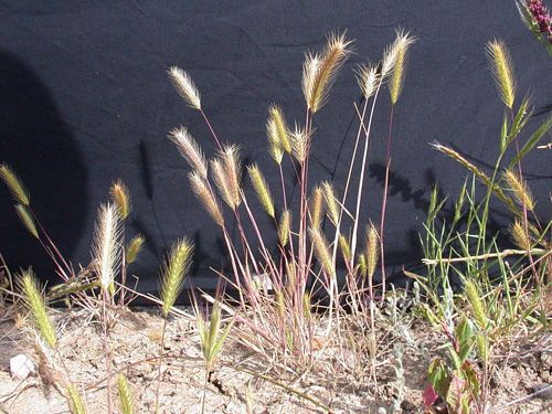 Vernal Barley Hordeum Intercedens