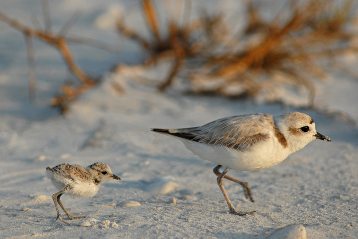 Western Snowy Plover - Federally Threatened