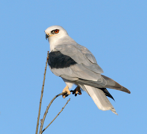 White Tailed Kite - California Fully Protected List