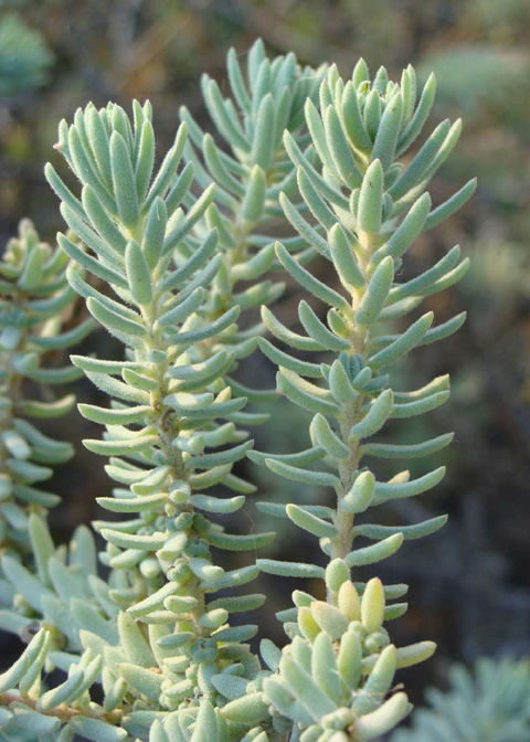 Wooly Seablite Suaeda Taxifolia