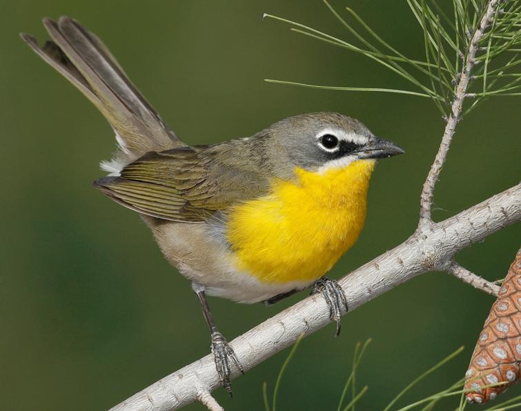 Yellow-Breasted Chat - - California Species Of Special Concern
