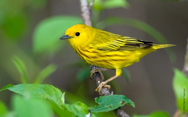 Yellow Warbler - California Species Of Special Concern