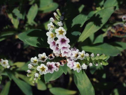 Alkali Heliotrope
