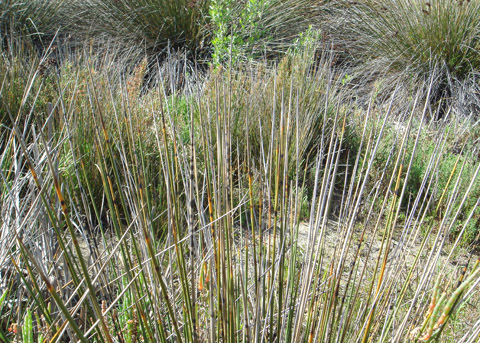Southwestern Spiny Rush Juncus Acutus Leopoldi