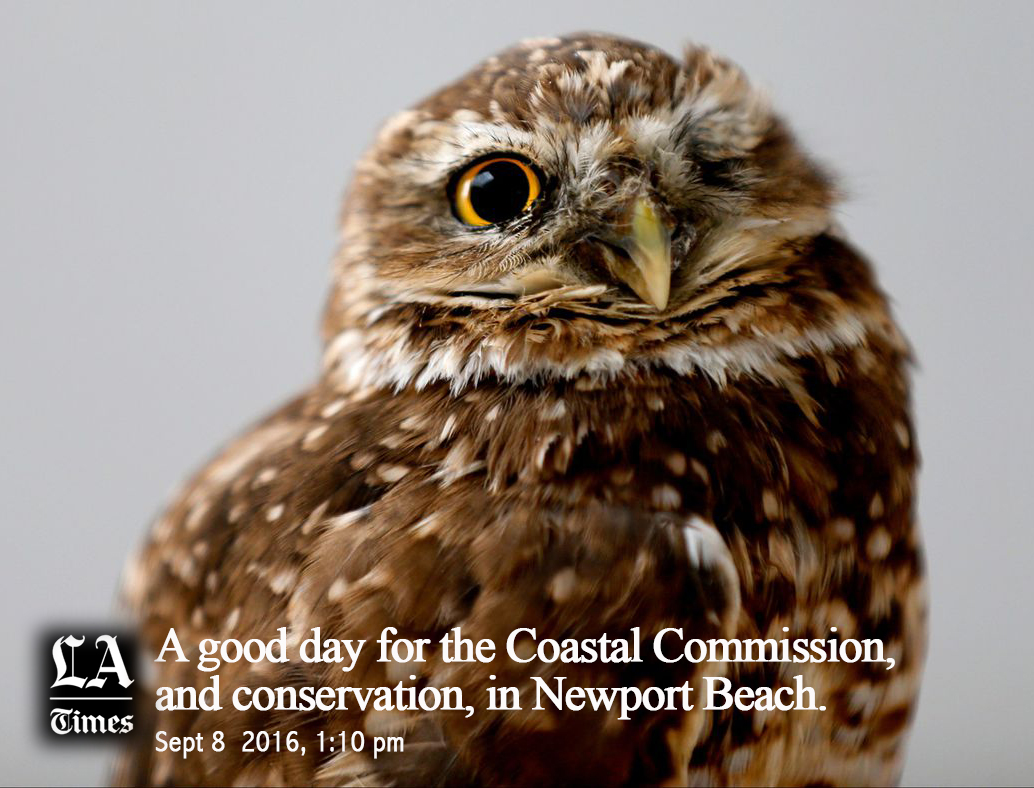 Burrowing-Owl-at-Hearing-LATimes