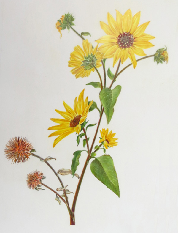 Encelia californica - California bush sunflower 2ins