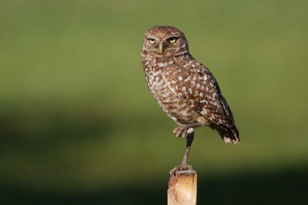 Burrowing Owl