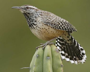 Cactus Wren - California Species Of Special Concern