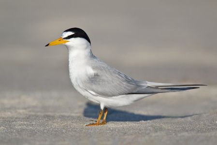 California Least Tern - Federal Endangered Species
