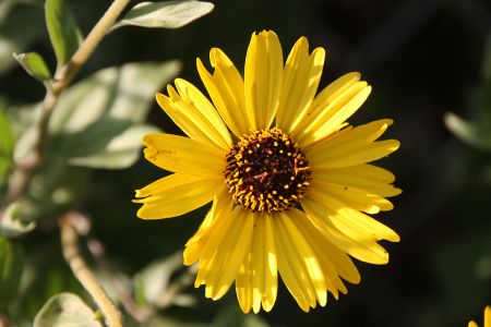 Encelia Californica