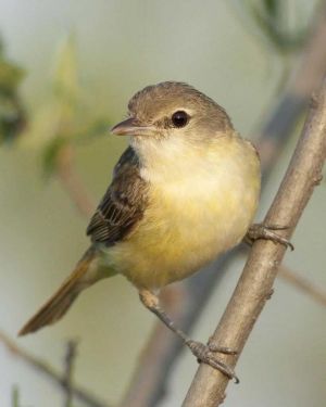 Least Bell's Vireo - Federal Endangered Species