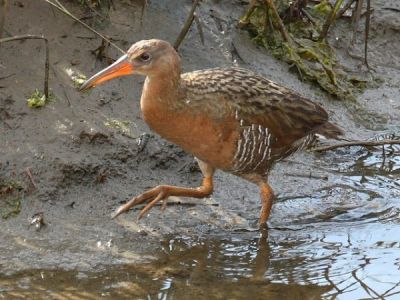 Light Footed Clapper Rail - Federal Endangered Species