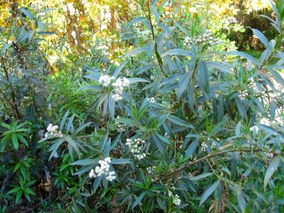 Mulefat Baccharis Salicifolia Bush