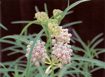 Narrow-leaved Milkweed