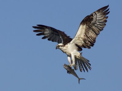 Osprey - State Watch List