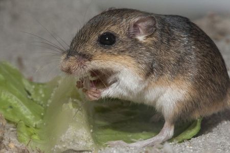 Pacific Pocket Mouse - Federal Endangered Species