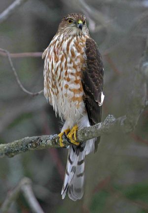 Sharp-Shinned Hawk - California Watch List