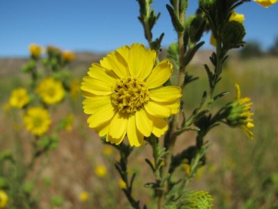 Tarplant Deinandra Floribunda Tecate - Federal Endangered Species