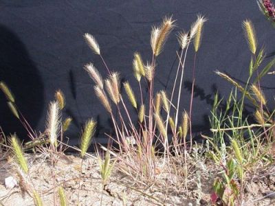 Vernal Barley Hordeum Intercedens