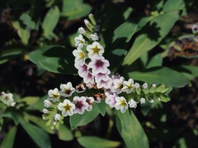 Alkali Heliotrope