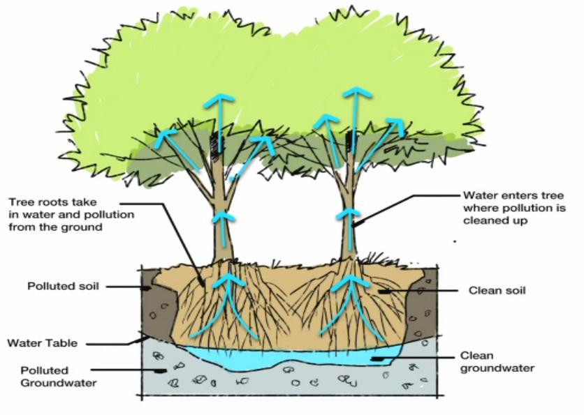 PHYTOREMEDIATION: Plants not only clean up contaminants, they also slow groundwater hydraulics and reduce the spread of pollutants. University of Iowa Study, May 2013