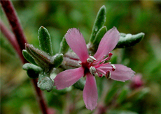 Alkali-Heath Alkali Heath