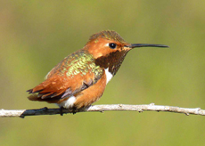 AllensHummingbird Allen's Hummingbird