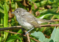 Bell's-Vireo Bell's Vireo