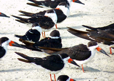 BlackSkimmer Black Skimmer