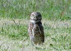Burrowing-Owl-med-size Burrowing Owl