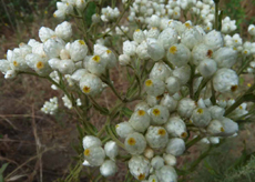 CAEverlasting California Everlasting