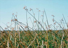 California-Bulrush California Bulrush